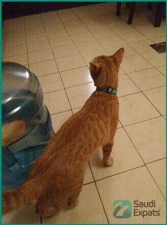 friendly-orange-cat-for-adoption-in-dammam-big-4