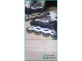 skating-shoes-for-kids-size-6-8-in-al-majmaah-sar-50-small-2
