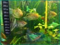 complete-aquarium-setup-with-fish-plants-and-food-available-in-jubail-small-3