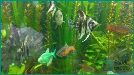 complete-aquarium-setup-with-fish-plants-and-food-available-in-jubail-big-4
