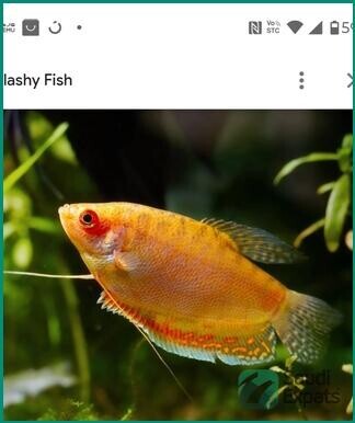 complete-aquarium-setup-with-fish-plants-and-food-available-in-jubail-big-0