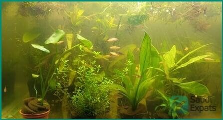 complete-aquarium-setup-with-fish-plants-and-food-available-in-jubail-big-1