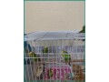 beautiful-healthy-budgies-with-cage-for-sale-in-jeddah-small-1