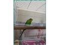 beautiful-healthy-budgies-with-cage-for-sale-in-jeddah-small-0