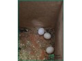 beautiful-healthy-budgies-with-cage-for-sale-in-jeddah-small-3
