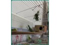 beautiful-healthy-budgies-with-cage-for-sale-in-jeddah-small-2