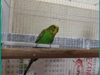 beautiful-healthy-budgies-with-cage-for-sale-in-jeddah