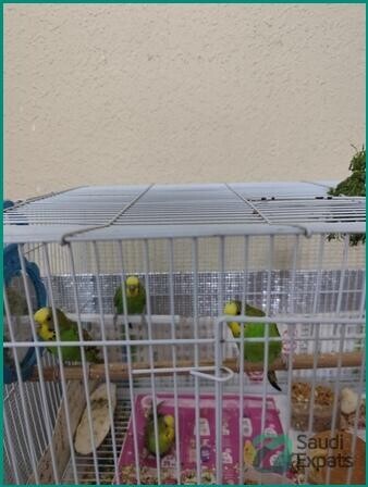 beautiful-healthy-budgies-with-cage-for-sale-in-jeddah-big-1