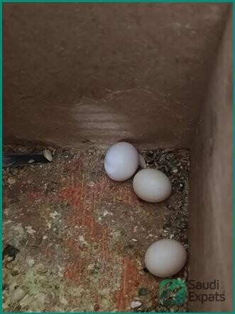 beautiful-healthy-budgies-with-cage-for-sale-in-jeddah-big-3