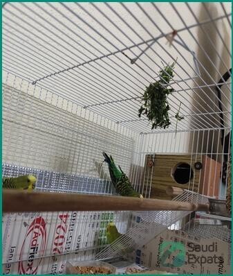 beautiful-healthy-budgies-with-cage-for-sale-in-jeddah-big-2