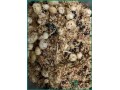 affordable-homemade-sugar-free-panjeri-in-jeddah-small-1