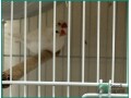 adult-finches-for-sale-sar-250-small-3