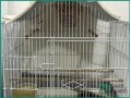 adult-finches-for-sale-sar-250-small-0