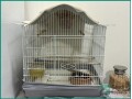 adult-finches-for-sale-sar-250-small-1