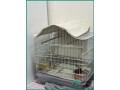 adult-finches-for-sale-sar-250-small-2