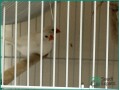 adult-finches-for-sale-sar-250-small-4