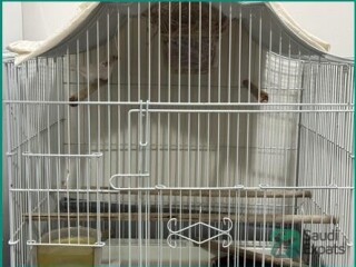 adult-finches-for-sale-sar-250