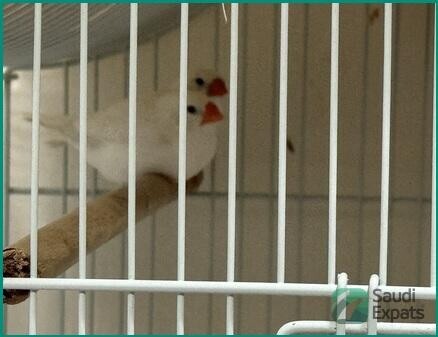 adult-finches-for-sale-sar-250-big-3