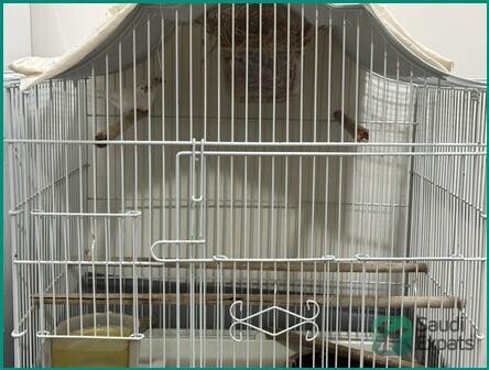 adult-finches-for-sale-sar-250-big-0