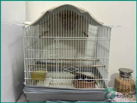 adult-finches-for-sale-sar-250-big-1