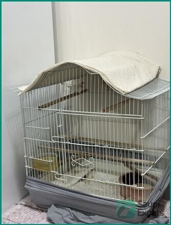 adult-finches-for-sale-sar-250-big-2