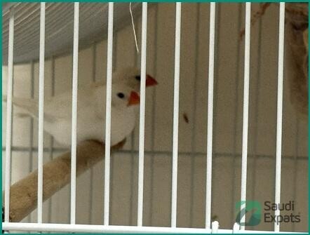 adult-finches-for-sale-sar-250-big-4